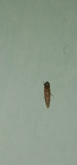 Xestocephalus tessellatus