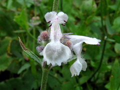 Nepeta nepetella
