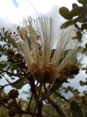 Albizia anthelmintica