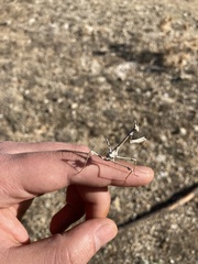Empusa fasciata