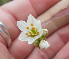 Nothoscordum gracile