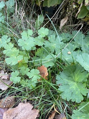 Geranium pyrenaicum