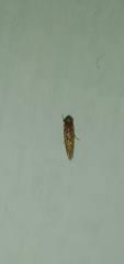 Xestocephalus tessellatus
