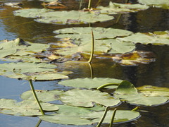 Nuphar variegata