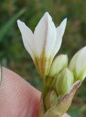Nothoscordum gracile