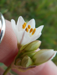 Nothoscordum gracile