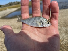 Leiostomus xanthurus