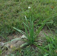 Nothoscordum gracile