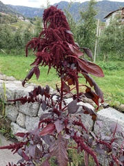 Amaranthus caudatus