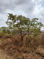 Albizia anthelmintica