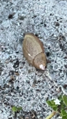 Euglandina rosea