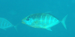 Flavocaranx bajad
