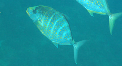 Flavocaranx bajad