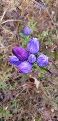 Gentiana saponaria