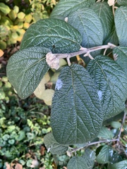 Viburnum rhytidophyllum