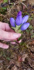 Gentiana saponaria