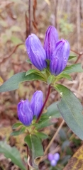Gentiana saponaria