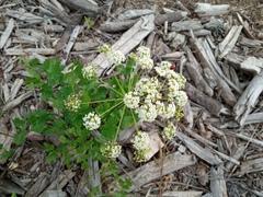 Peucedanum oreoselinum