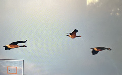 Branta hutchinsii
