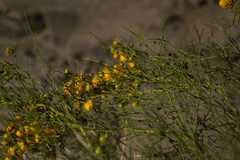 Senna aphylla