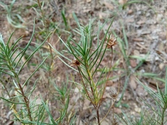 Plantago sempervirens
