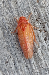 Gyponana gladia
