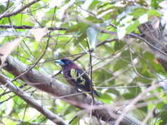 Eurylaimus javanicus