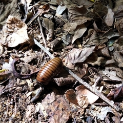 Arthrosphaera