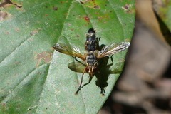 Phasiinae