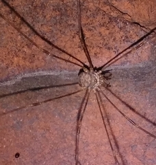 Dicranopalpus