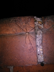 Dicranopalpus