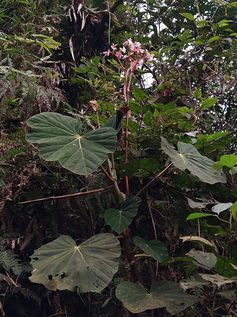 Begonia valdensium