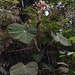 Begonia valdensium - Photo (c) Gabriel Pavan Sabino, μερικά δικαιώματα διατηρούνται (CC BY-NC), uploaded by Gabriel Pavan Sabino