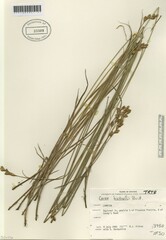 Carex bicknellii