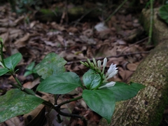 Spigelia