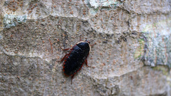 Opisthoplatia orientalis