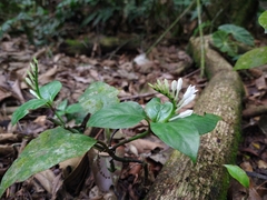 Spigelia
