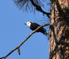 Dryobates albolarvatus