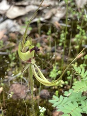 Caladenia attingens