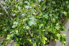 Ficus microcarpa