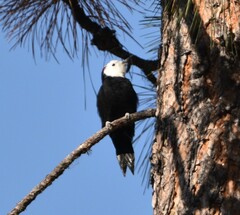 Dryobates albolarvatus