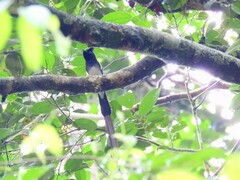 Terpsiphone atrocaudata