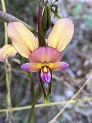 Diuris longifolia