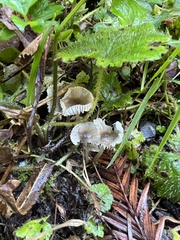 Marasmiineae