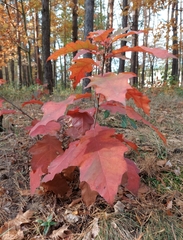 Quercus rubra
