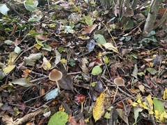 Parasola conopilea