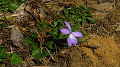 Viola pedata