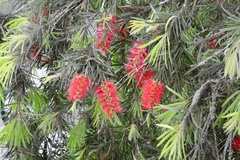 Melaleuca viminalis