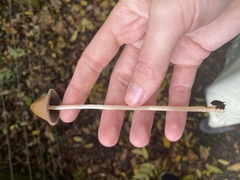 Parasola conopilea