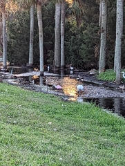 Platalea ajaja
